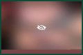 Biral MMS Video: Understanding The Phenomenon And Its Implications